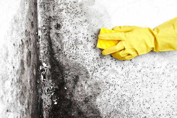 Best Mold Damage Repair  in Summerfield, MD